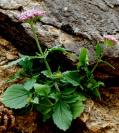 Fedia cornucopiae