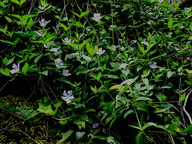 Vinca difformis