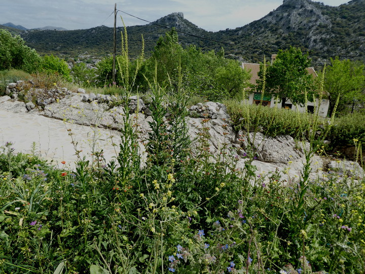 Reseda luteola