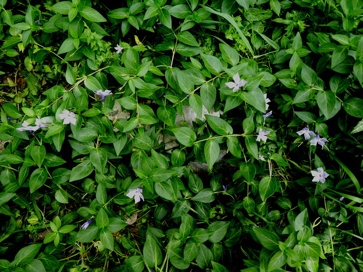 Vinca difformis