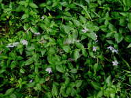 Vinca difformis