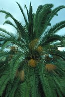 Phoenix canariensis