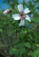 Lavatera acerifolia