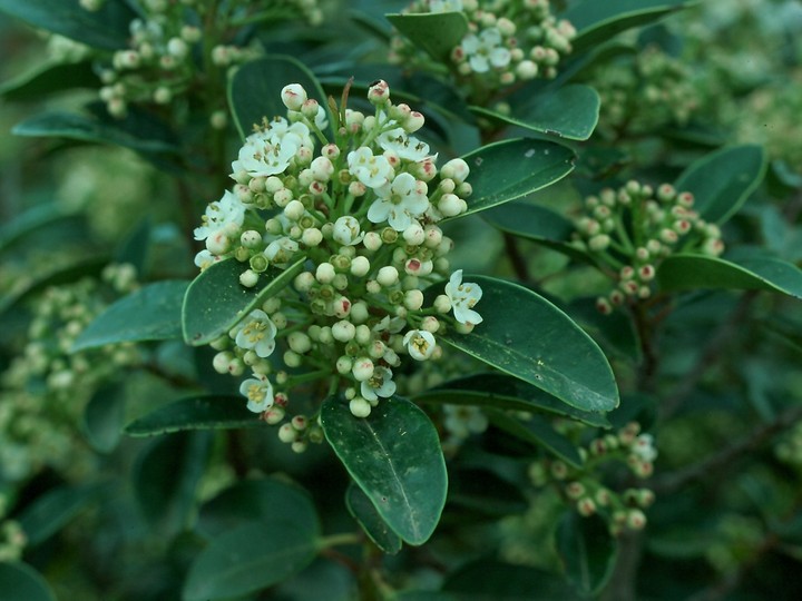 Ilex canariensis