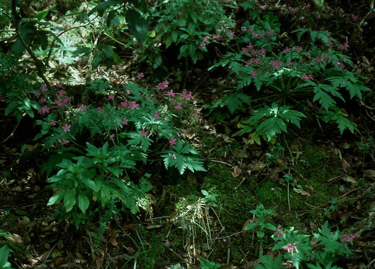 Geranium canariense