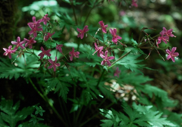 Geranium canariense