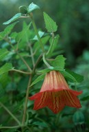 Canarina canariensis