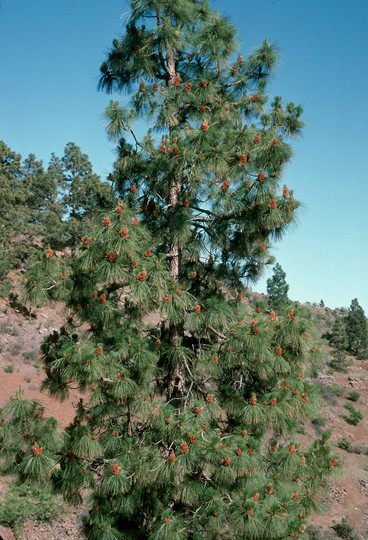 Pinus canariensis