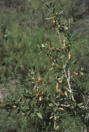 Justicia hyssopifolia