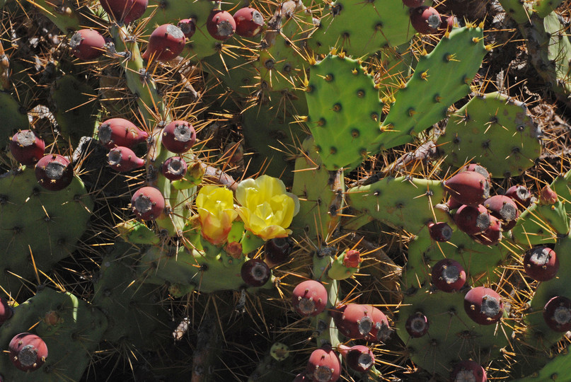 Opuntia dillenii