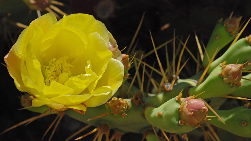 Opuntia dillenii