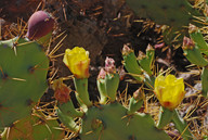 Opuntia dillenii