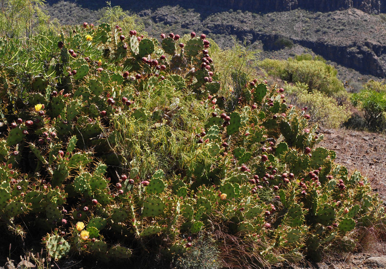 Opuntia dillenii