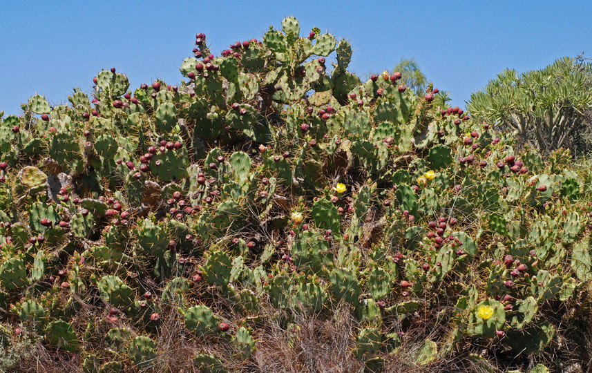 Opuntia dillenii