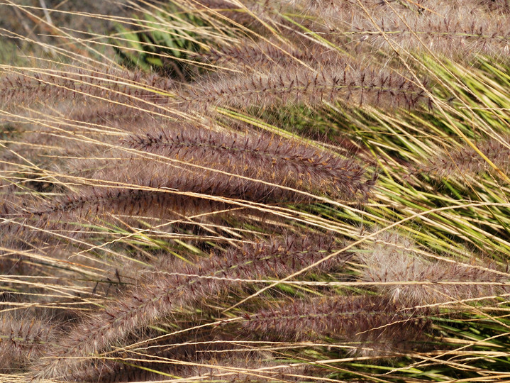 Pennisetum setaceum