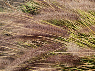 Pennisetum setaceum