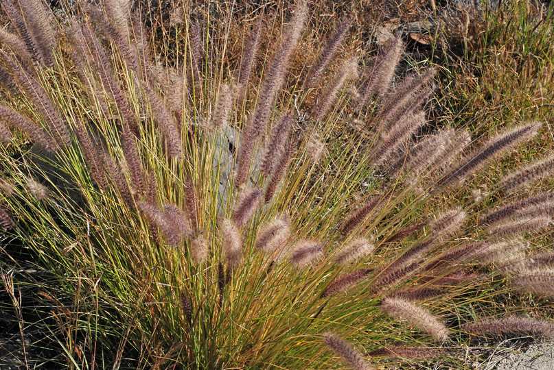 Pennisetum setaceum