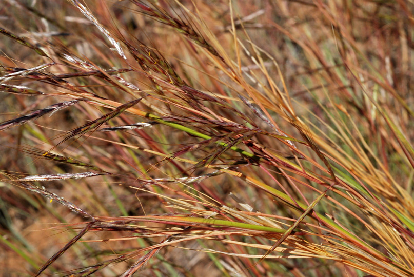 Hyparrhenia hirta