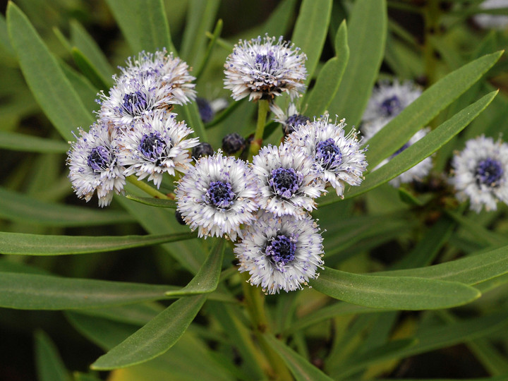 Globularia salicina