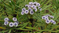 Globularia salicina