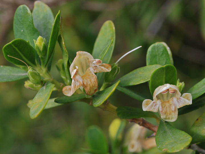 Justicia hyssopifolia