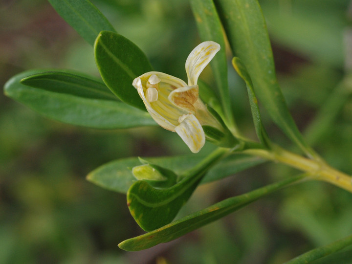 Justicia hyssopifolia