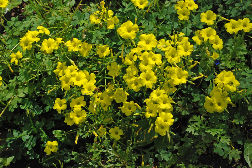 Oxalis pes-caprae