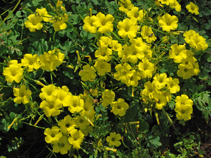 Oxalis pes-caprae