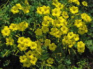 Oxalis pes-caprae