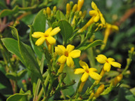 Jasminum odoratissimum