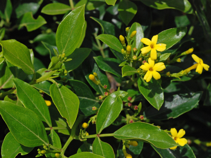 Jasminum odoratissimum