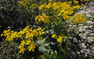 Ranunculus cortusifolius