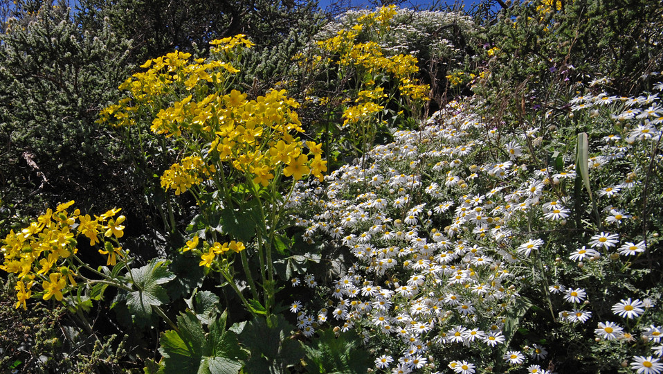 Ranunculus cortusifolius