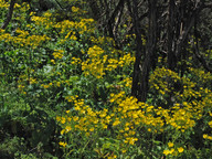 Ranunculus cortusifolius