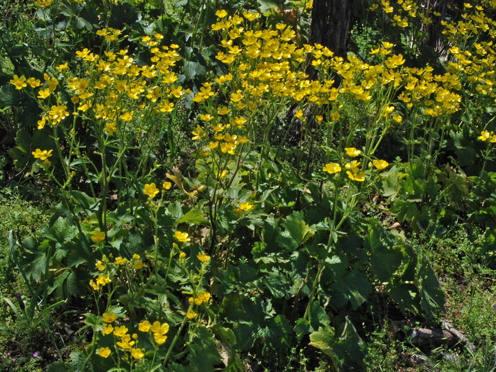 Ranunculus cortusifolius