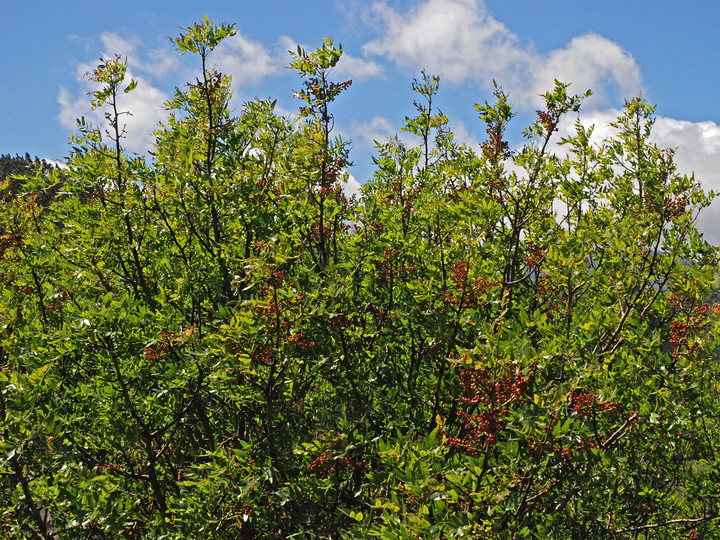 Pistacia atlantica