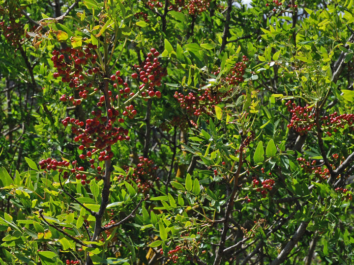 Pistacia atlantica