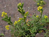 Reseda lancerotae