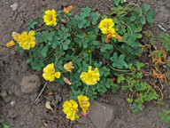 Oxalis pes-caprae var. pleniflora