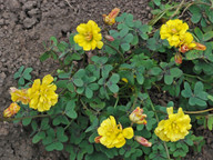 Oxalis pes-caprae var. pleniflora