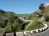 Phoenix canariensis