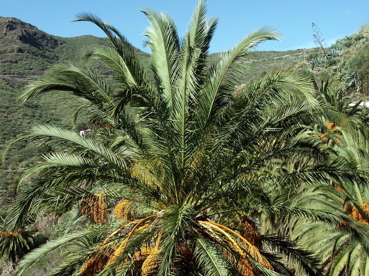 Phoenix canariensis