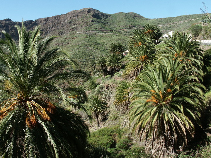 Phoenix canariensis