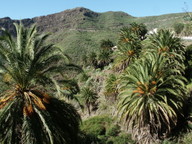 Phoenix canariensis