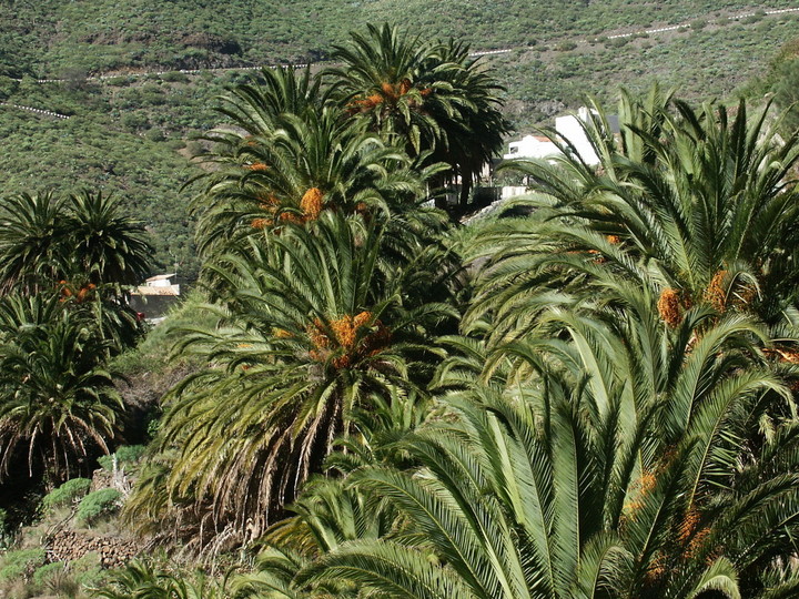 Phoenix canariensis