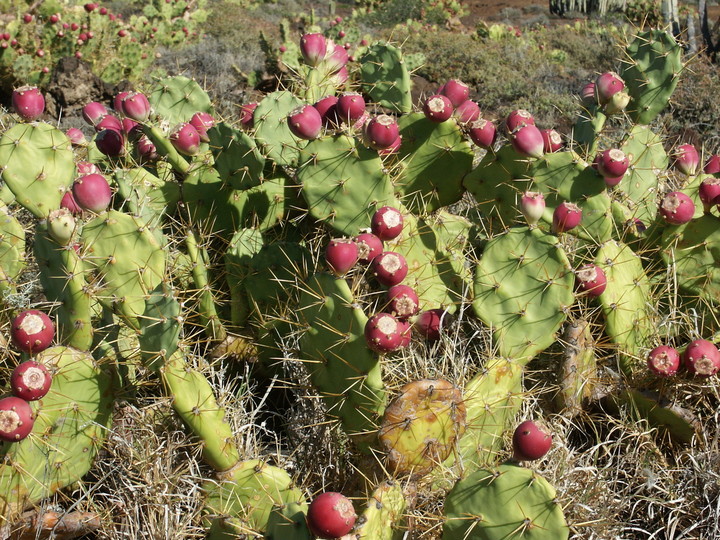 Opuntia dillenii