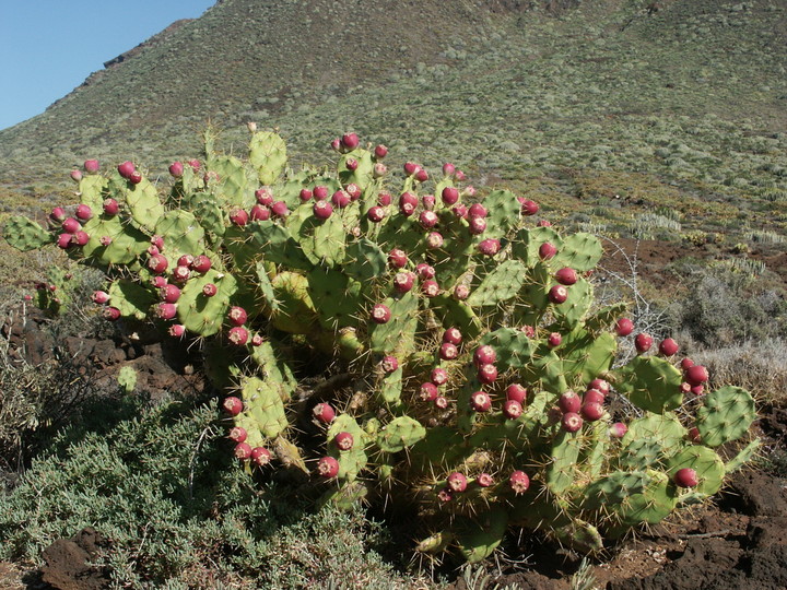 Opuntia dillenii