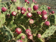 Opuntia dillenii