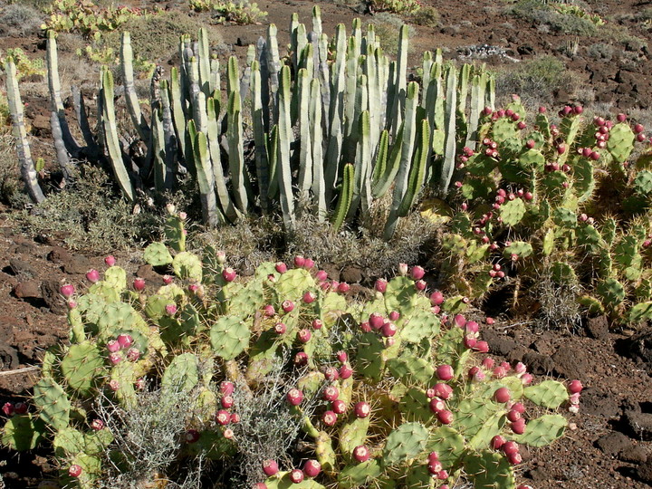 Opuntia dillenii