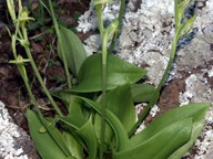 Habenaria tridactylites